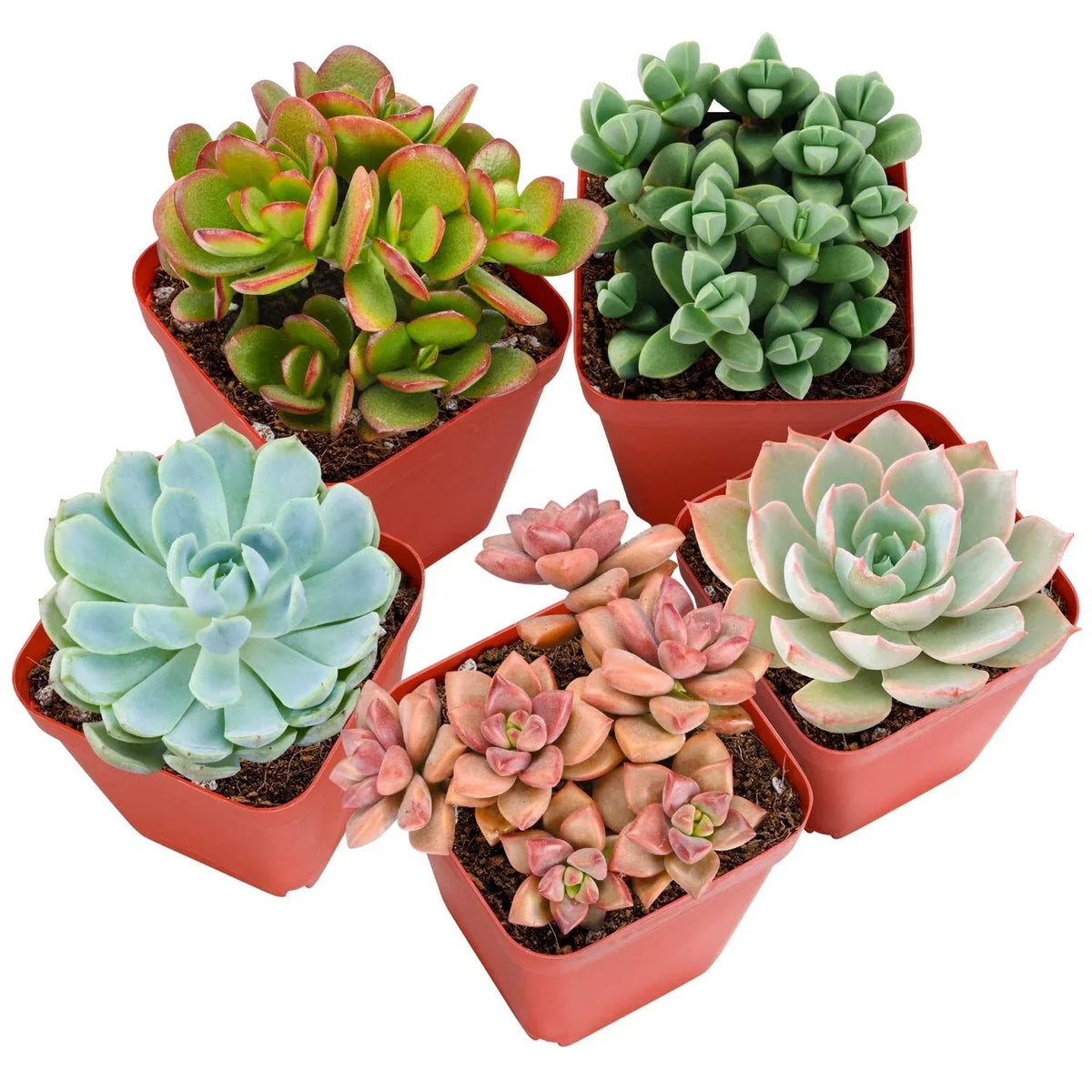 Live Succulent Plants - Pack of 4 - Assorted Varieties - Fully Rooted & Pet Safe - Echeveria, Haworthia, and More
