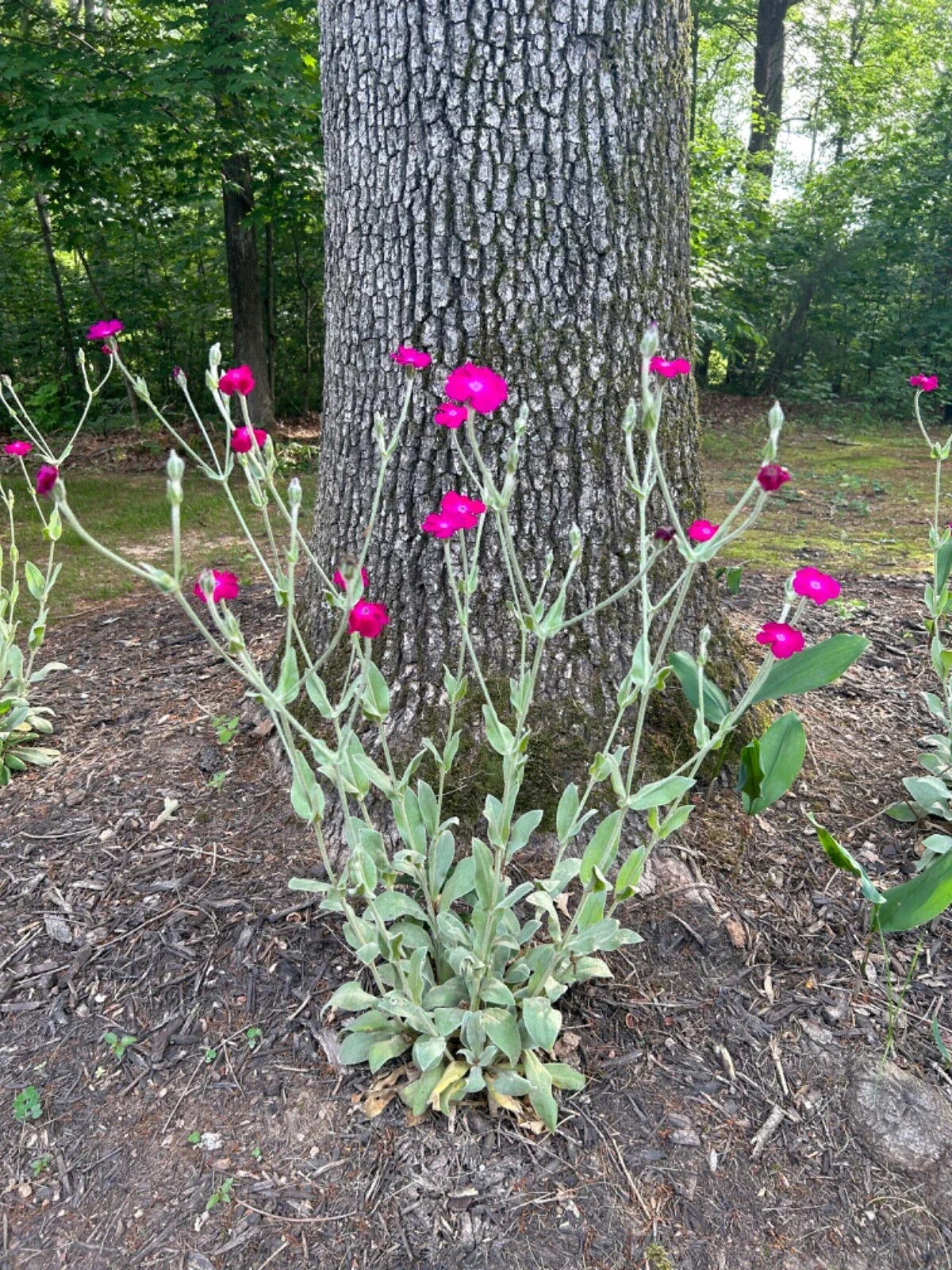 Rose Campion Plants - 5 Pack Established Perennials - Organic Flowering - Lychnis coronaria - Vibrant Magenta Blooms