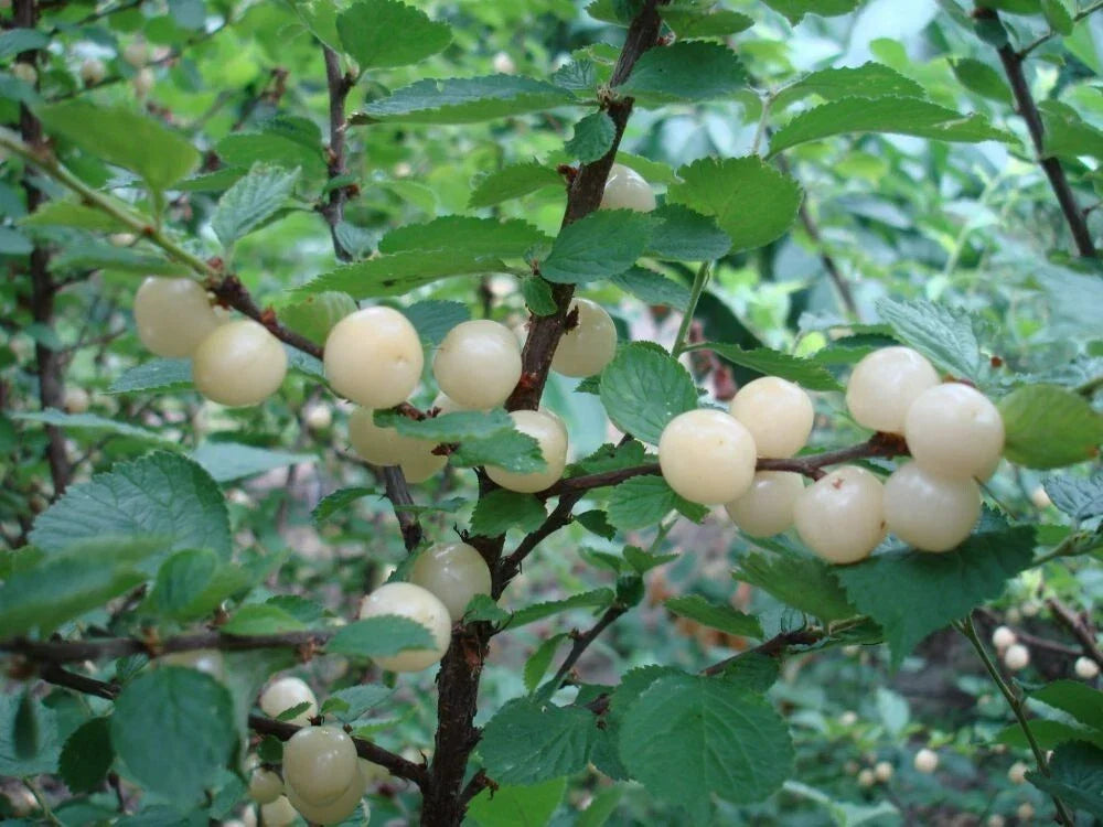Dormant Rooted Nanking White Sweet Bush Cherry Plant - Prunus tomentosa - Zones 2-7 - Ideal for Cooking & Juicing