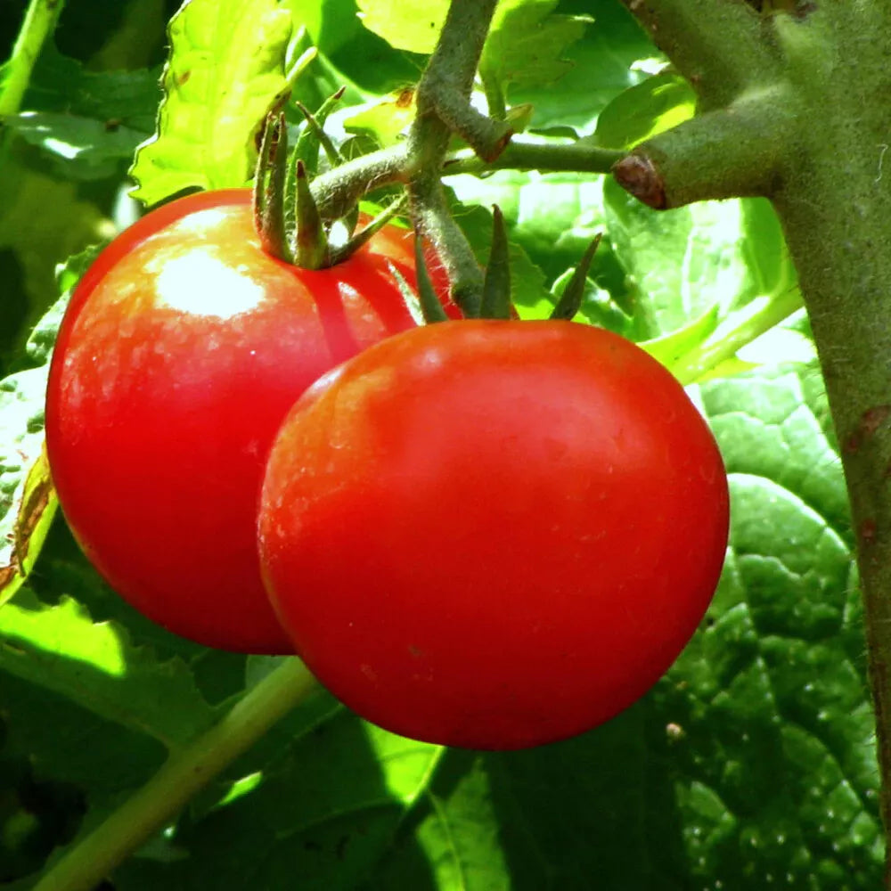 Tomato Seeds 40+ Pack Bonny Best Scarlet Slicer Solanum lycopersicum Non-California Shipping