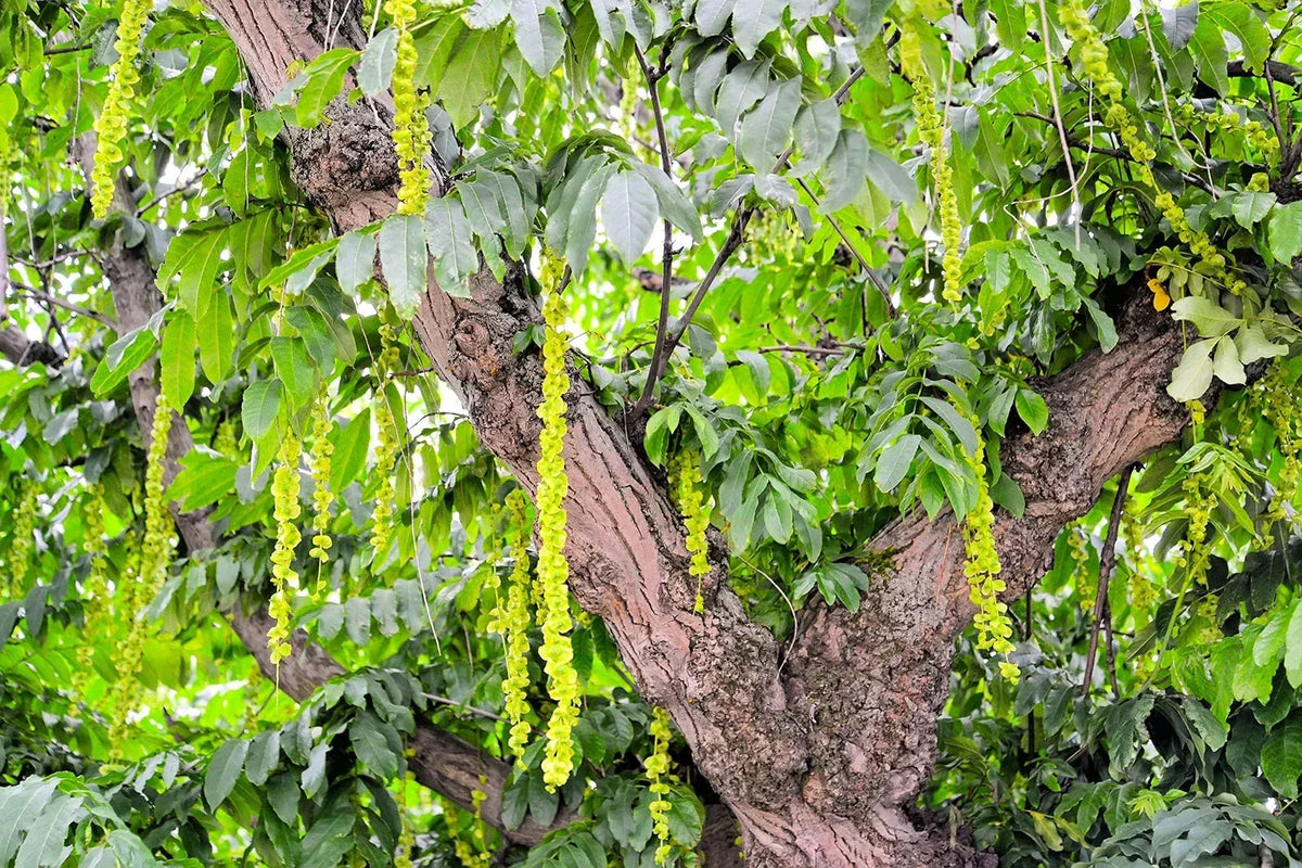 Caucasian Wingnut Tree Seeds - 10 Seeds - Pterocarya fraxinifolia - Hardy Deciduous Tree for Gardens and Landscapes