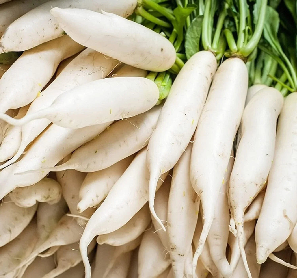 Japanese Daikon Radish Seeds - 100 Heirloom Non-GMO Seeds - Raphanus sativus var. longipinnatus - Crisp Flavor for Planting