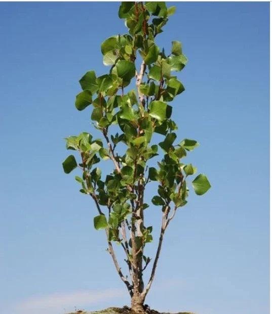 Love Bonsai Tree Cutting - Small Indoor Plant - Ficus Microcarpa - Easy Care for Home Decor and Gifts