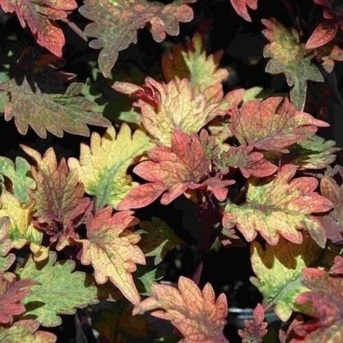 Coleus Live Rooted Starter Plants - Smallwood Variety - Colorful Foliage - Ideal for Indoor Gardening - Buy 2 Get 1 Free