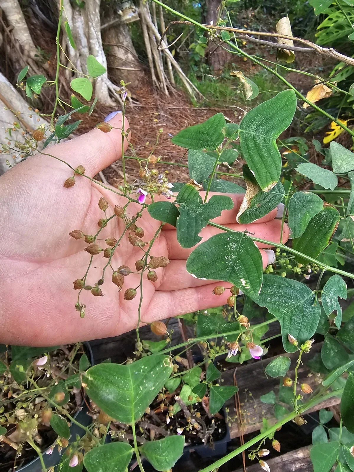 Organic Butterfly Wing Plant Seeds - 10 Seeds - Christia Obcordata - Unique Wing-Shaped Foliage for Garden or Indoor Use