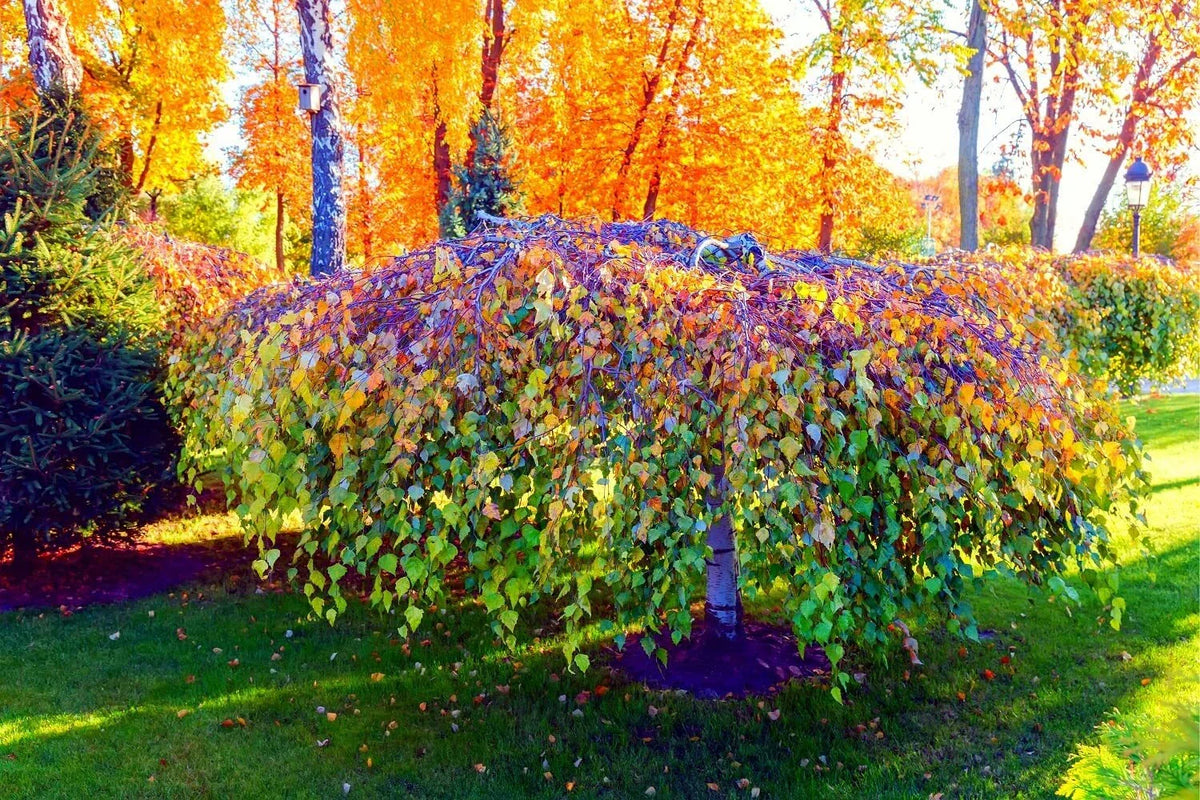 Weeping Silver Birch Tree Seeds | 250+ Seeds | Betula pendula | High Germination Rate for Garden Planting