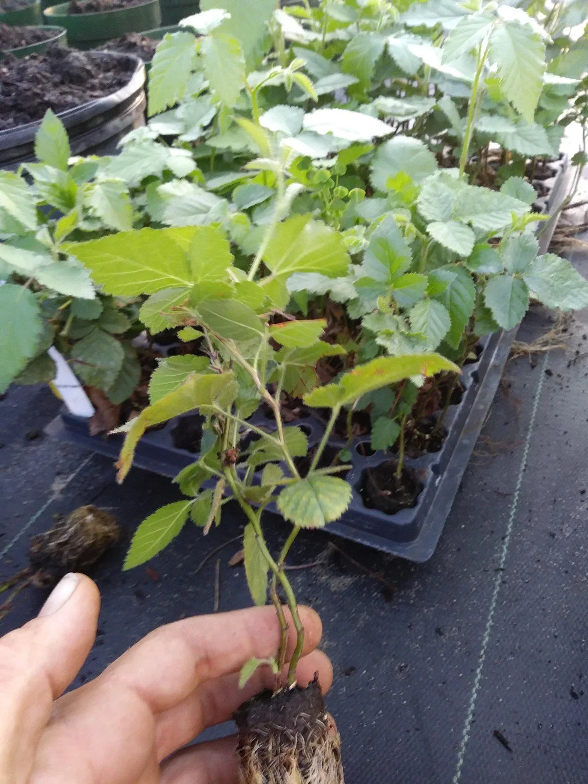 Thornless Blackberry Plant - 1 Healthy Non-GMO Edible Plant - Sweetie Pie Variety (Rubus fruticosus) for Home Gardens