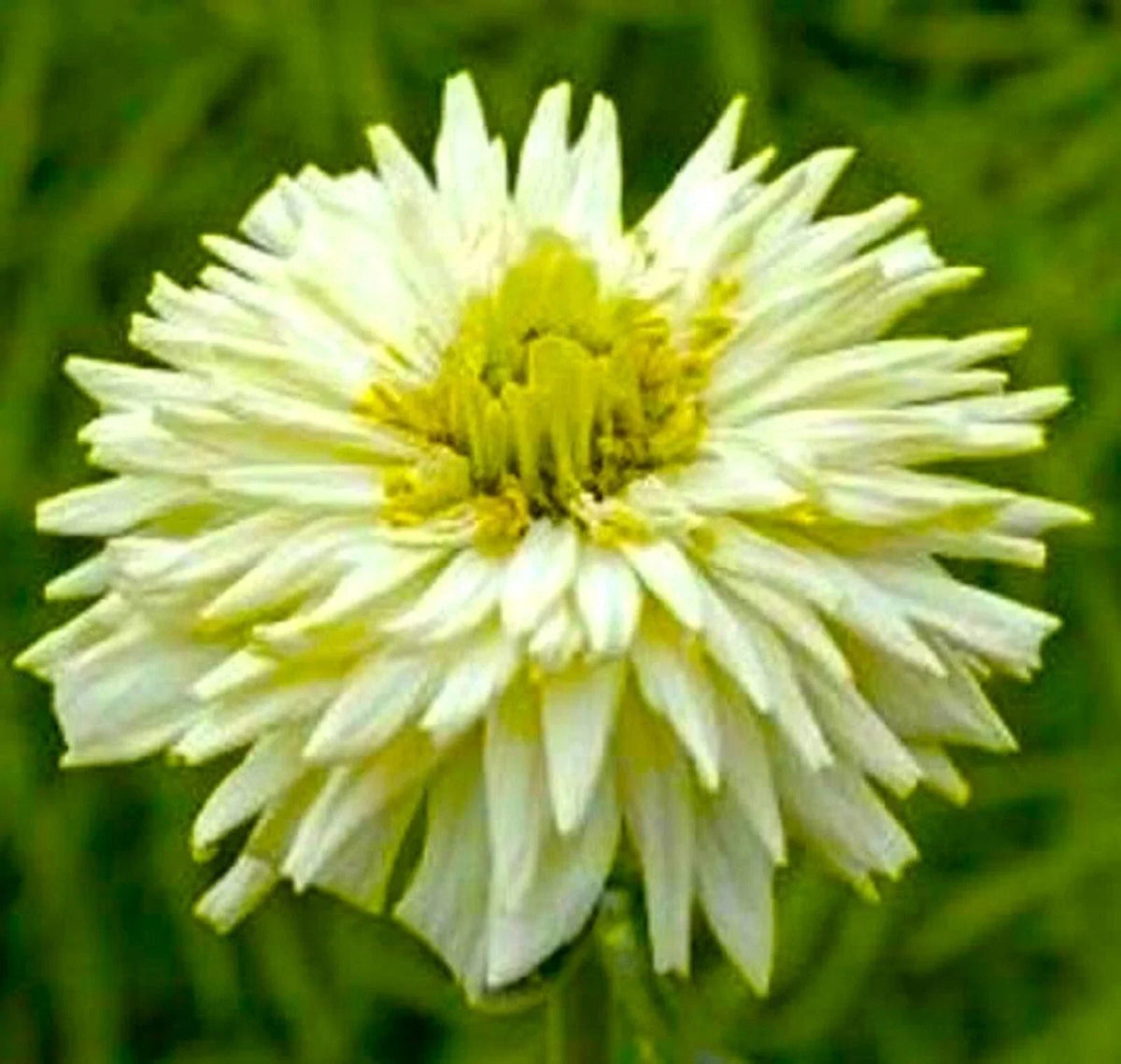 Giant Cactus Zinnia Seeds - 100+ White Flower Seeds - Zinnia elegans - Easy to Grow, Attracts Butterflies