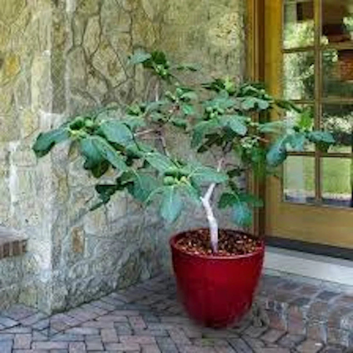 Dwarf Fig Tree Starter Plug - Fignomenal Variety - Bare Root - Ficus carica - Compact Fruit Tree for Small Spaces