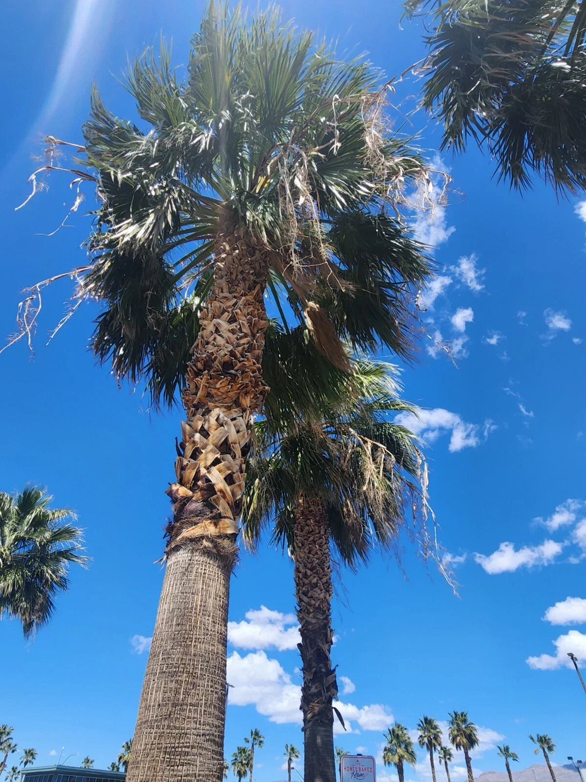 Washingtonia Hybrid Fan Palm Seeds - 25 Fresh Rare Seeds - Filifera/Robusta Varieties - Washingtonia filifera x robusta