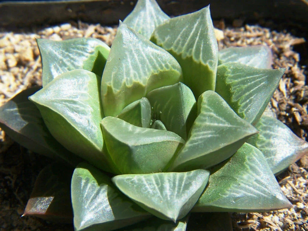 Haworthia Mutica Potted Plant - 2" Succulent - Rare Indoor Houseplant - Drought-Tolerant - Easy Care Succulent