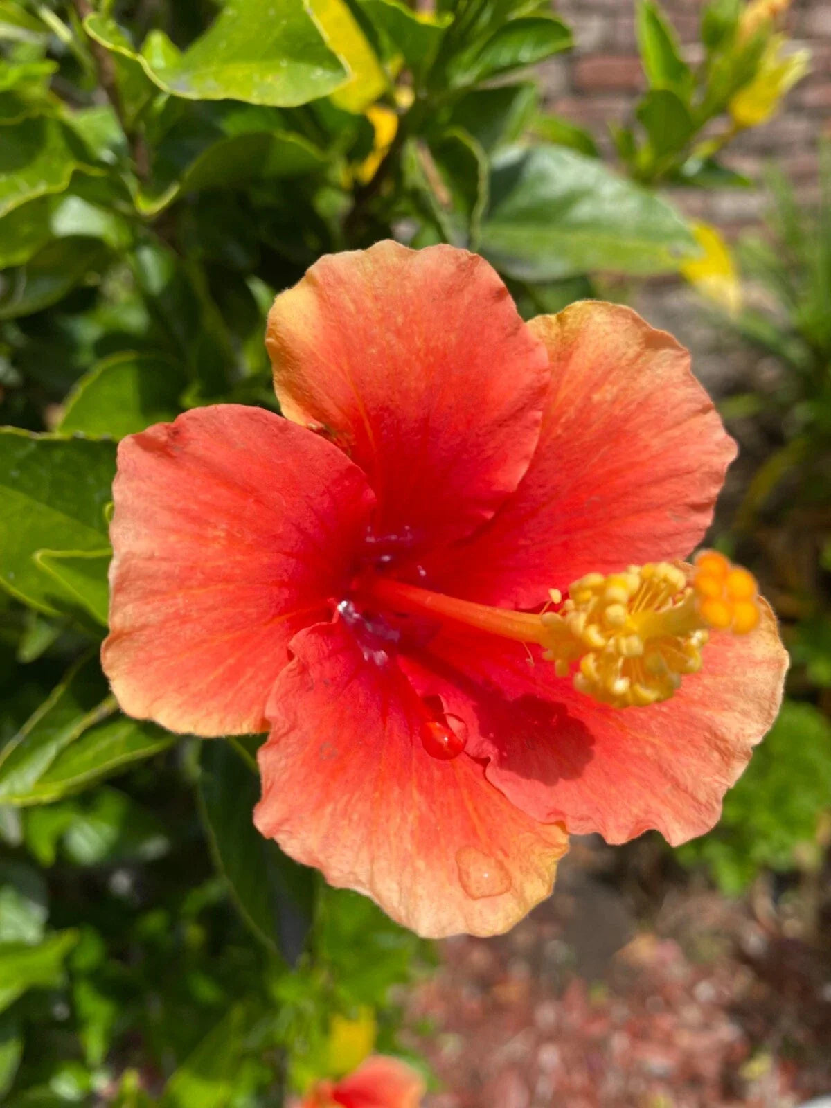 Hibiscus Cuttings 3 Pack Orange Starter for Rooting, Hibiscus rosa-sinensis, Tropical Flowering Plants