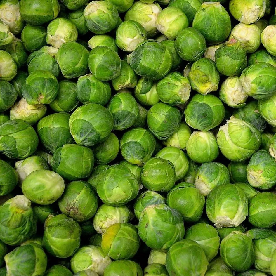 Brussel Sprouts Seeds 300+ Non-GMO Heirloom Long Island Variety Brassica oleracea, Organic Vegetable Gardening Seeds