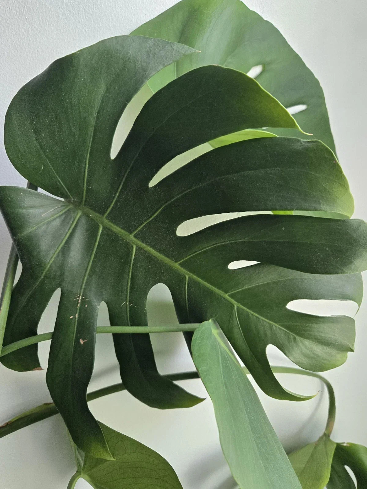 Large Rooted Monstera Deliciosa Cutting | Swiss Cheese Plant | Indoor Houseplant | Monstera deliciosa | 4-Inch Pot