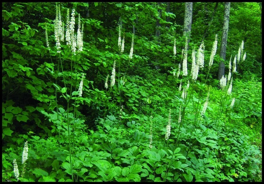 Wild Black Cohosh Bare Roots 10-Pack - Actaea racemosa - Appalachian Native Perennial for Shaded Gardens, Attracts Pollinators