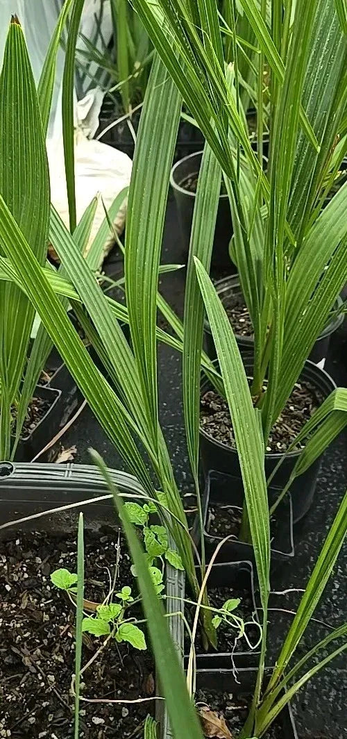 Medjool Date Palm Seedling 3.5" Pot Phoenix Dactylifera Indoor/Outdoor Plant 2+ Year Old Low Maintenance