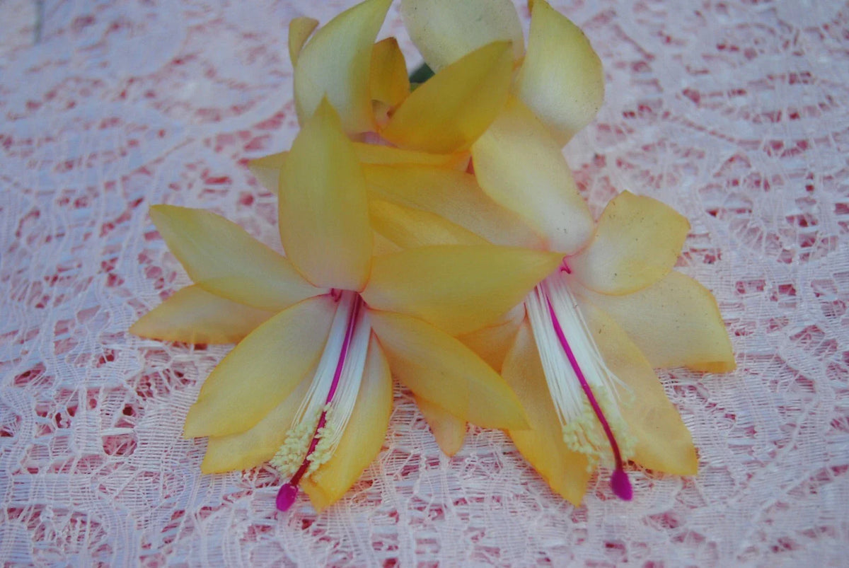 Christmas Cactus Starter Plant - 4-Inch Cambridge Variety - Schlumbergera Truncata - Vibrant Blooms for Indoor Decor