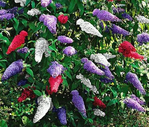 Butterfly Bush Seeds 200 Mixed Colors Buddleia Davidii 'Jocadew' - Pollinator Friendly, Low Maintenance Gardening Seeds
