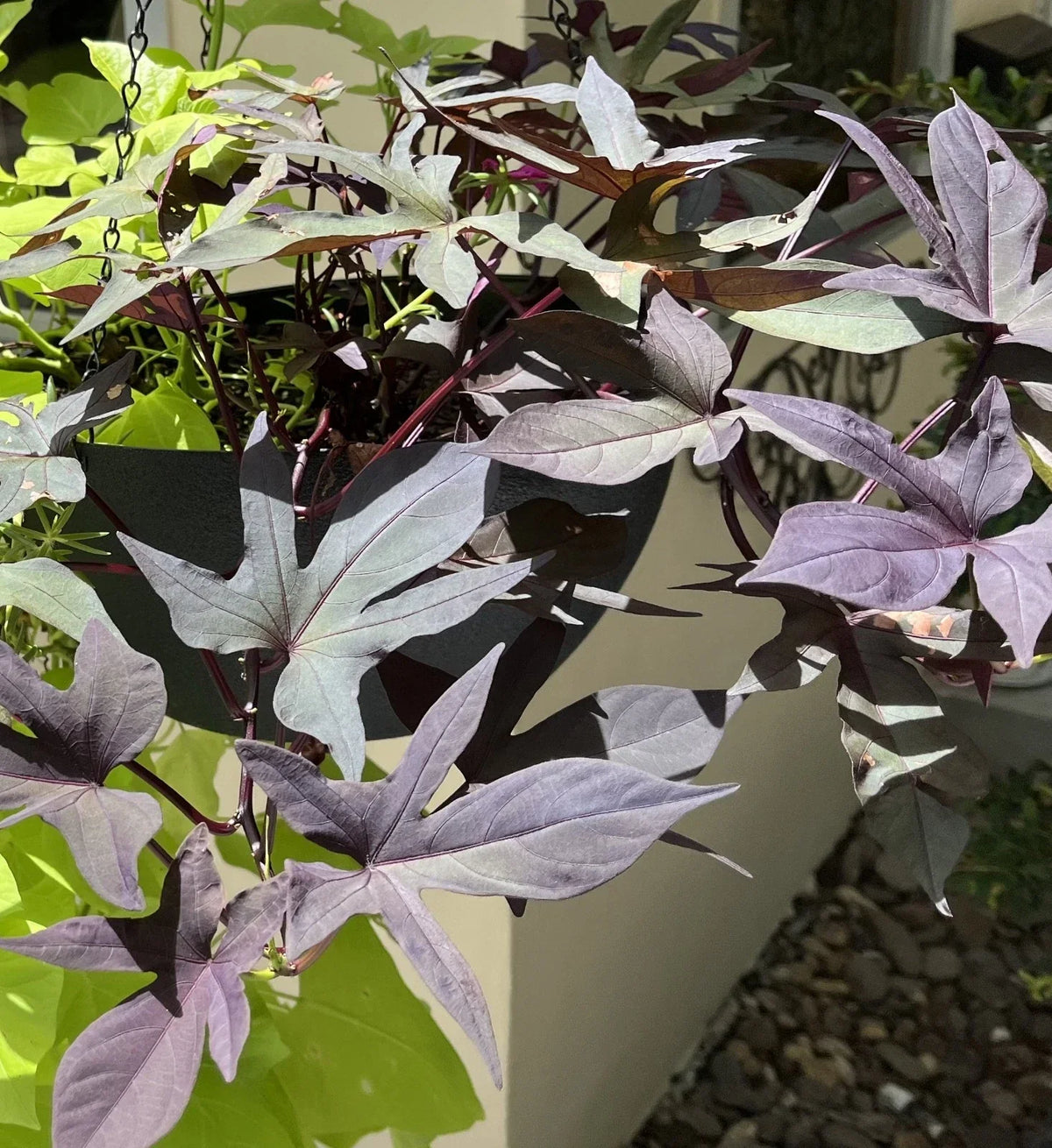 Sweet Potato Cuttings - 5 Rooted Heirloom Blackie Cuttings - Ipomoea batatas - Perfect for Pots and Garden Beds