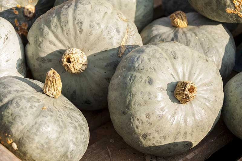 Blue Prince Pumpkin Seeds - 25+ Pack - Non-GMO Cucurbita pepo - USA Grown, High Germination Rate, Free Shipping