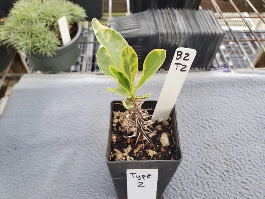 Euphorbia Milii Variegated - Type 2 - Crown of Thorns Plant - Unique Variegation - Indoor/Outdoor Succulent