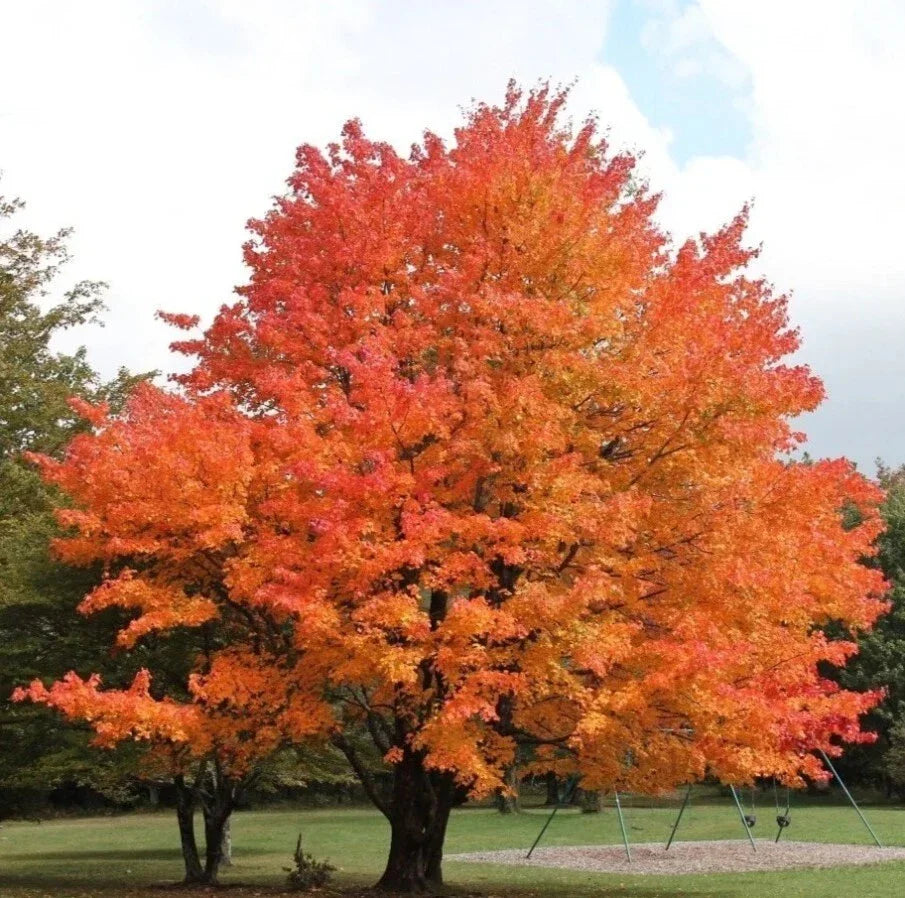 Sugar Maple Trees Set - 6-12" Tall Starter Plants in 4" Pot - Acer Saccharum - Deciduous with Vibrant Fall Foliage