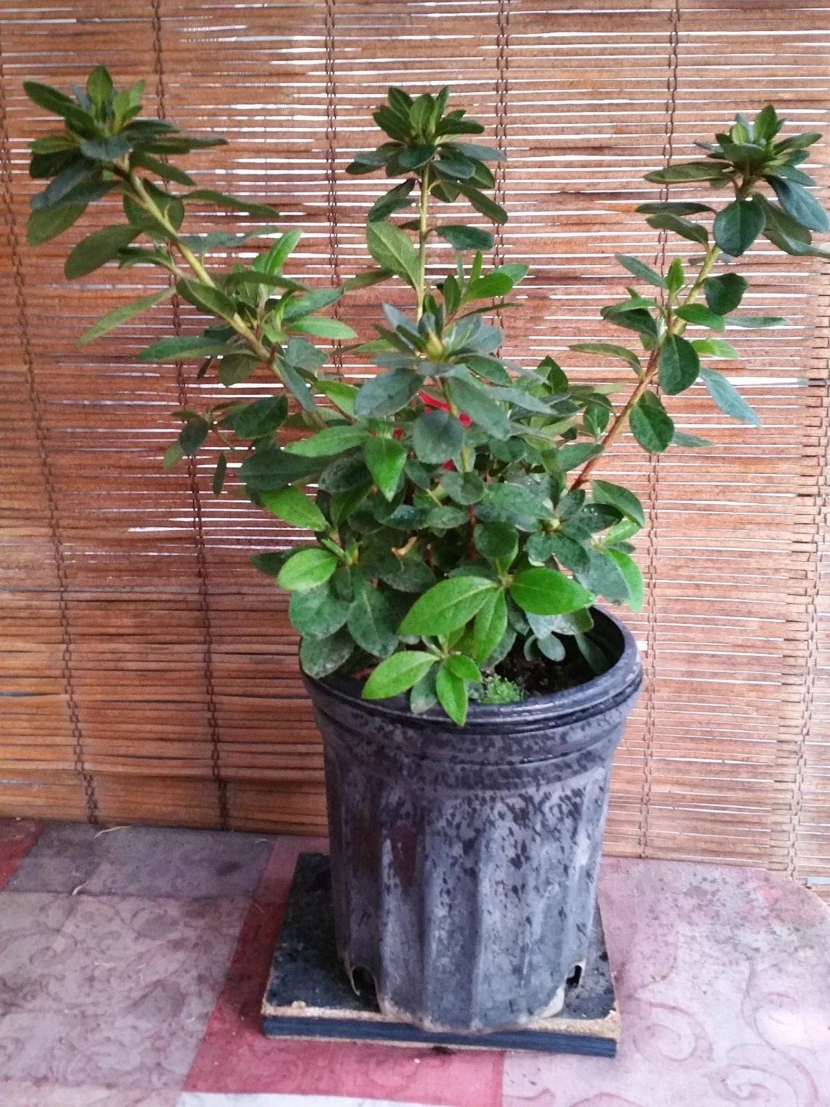 Azalea Live Plant 6-inch Pink Flowers Rhododendron spp. Compact Bushy Form Ideal for Gardens and Indoor Decor