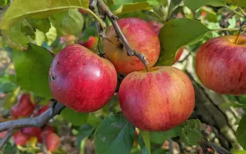 Rubinola Apple Seeds - 25+ Count - Malus domestica - Non-GMO for Garden Planting - Sweet Juicy Apples - Ideal for Home Gardens