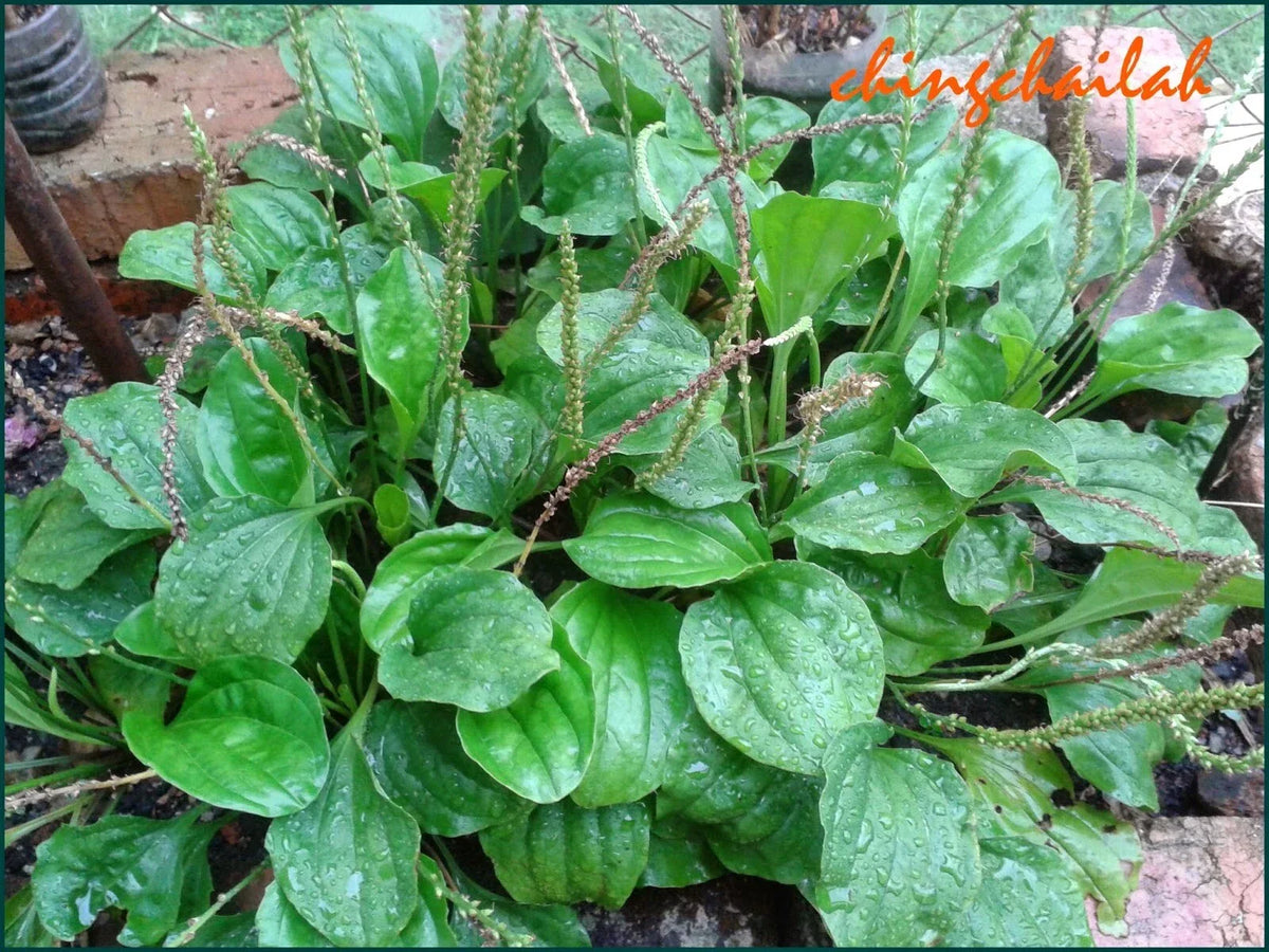 Live Plant Set of 3 - Plantago Major - Edible Herbal Perennial - Allergy Relief - Fresh Rooted Plants for Garden