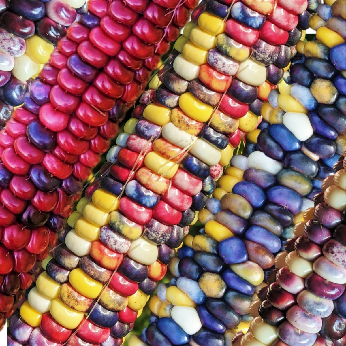 Organic Painted Mountain Ornamental Corn Seeds | Rainbow Indian Dent Variety | Heirloom Zea mays | 50 Seeds Packet