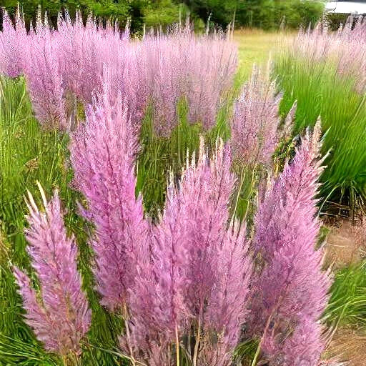 Purple Love Grass Seeds - 500 Count, Ornamental Flowering Grass, Eragrostis spectabilis, USA Grown, Drought-Tolerant