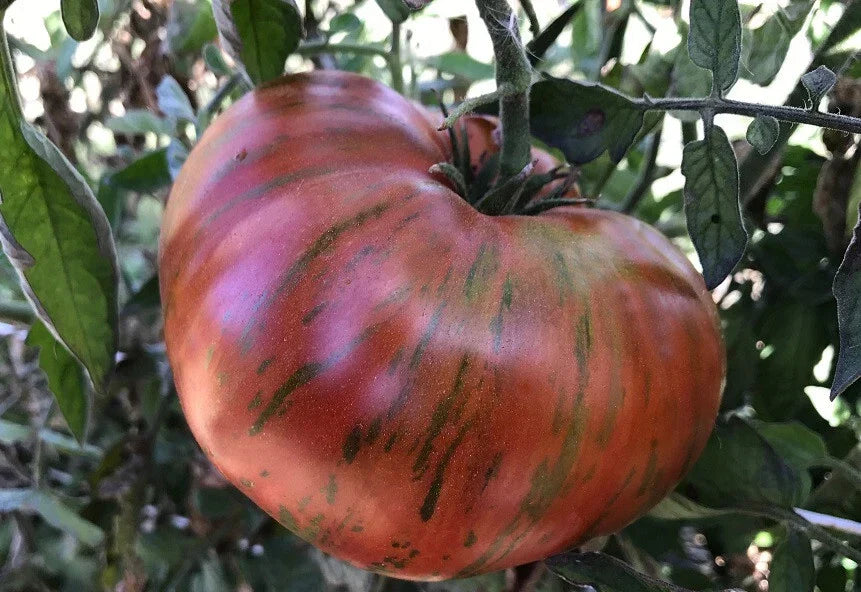 Chocolate Stripes Tomato Seeds - Heirloom Beefsteak Variety - Solanum lycopersicum - 30 to 500 Non-GMO Seeds for Slicing