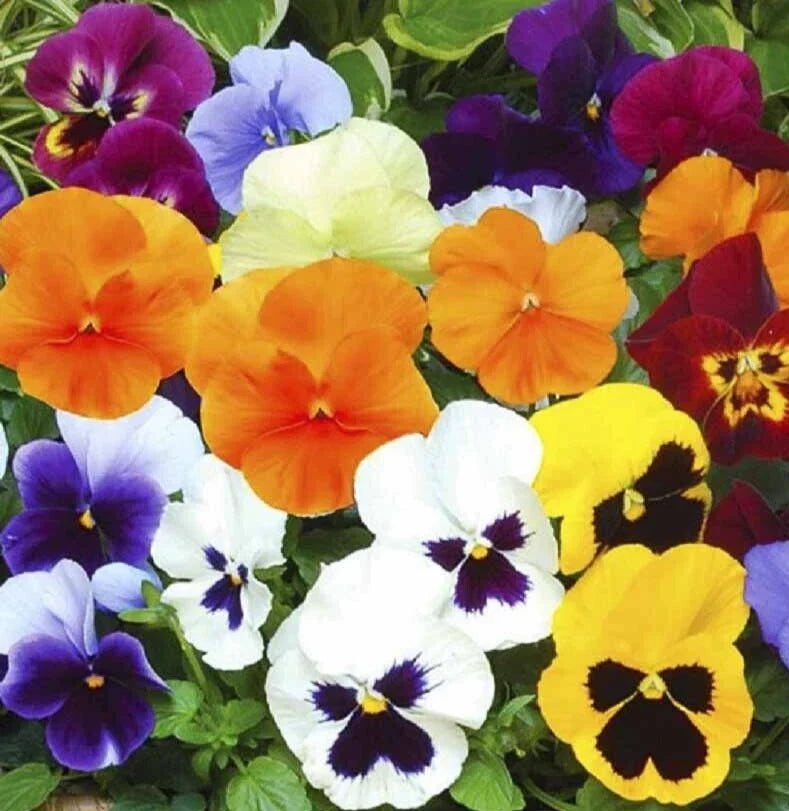 Pansy Seeds 100+ Swiss Giant Mix Non-GMO Biennial Flower Viola tricolor var. hortensis Mixed Colors for Garden Planting