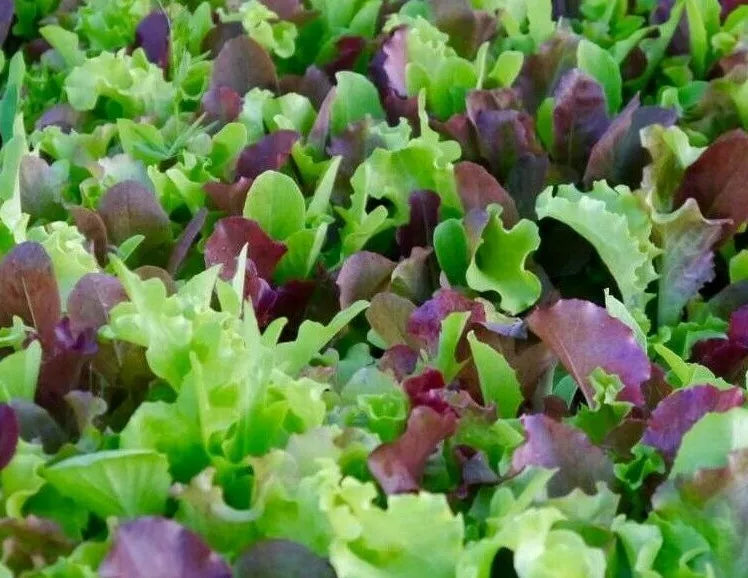 Mesclun Mix Seeds 500+ Lettuce Kale Tatsoi Blend - Brassica rapa & Lactuca sativa - Healthy Garden Greens for Home Planting
