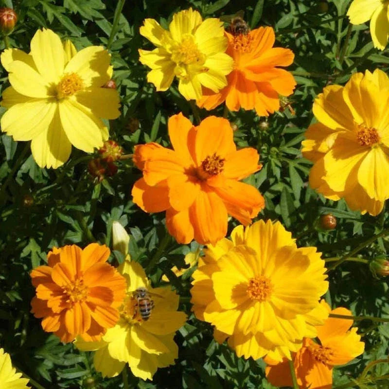 Cosmos Seeds - 200+ Pack Sulphur Carpet Mix - Vibrant Yellow and Orange Blooms - Cosmos sulphureus - USA Grown