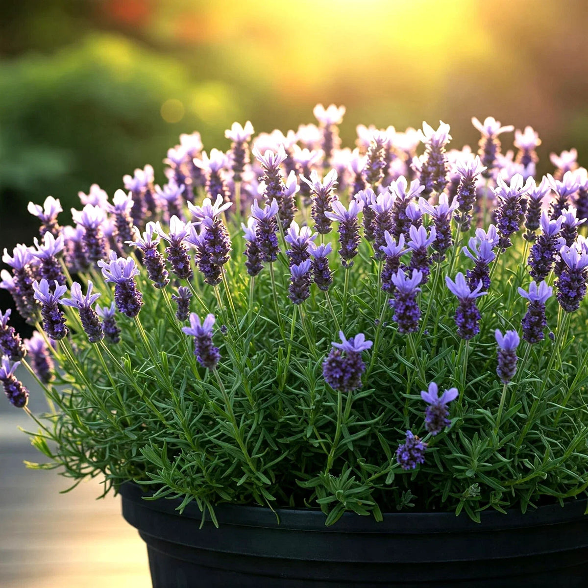 800 Lavender Seeds - Non-GMO Perennial Bug Repellent - Lavandula angustifolia - Fragrant Garden Planting