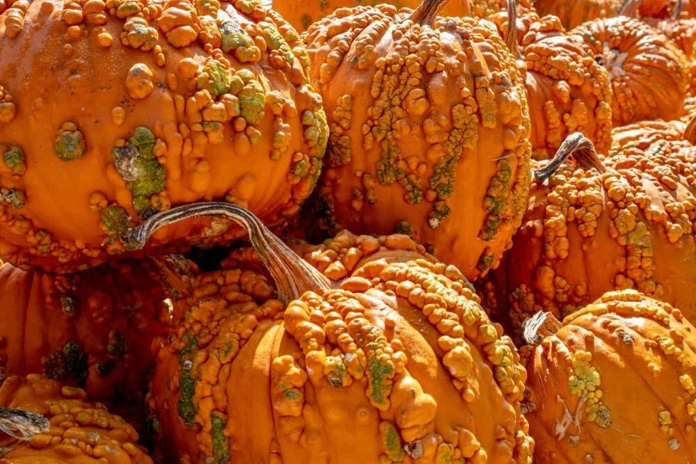 Goosebumps Pumpkin Seeds - 10 Seeds - Orange Warty Pumpkins - Cucurbita pepo for Planting, Carving & Autumn Decor
