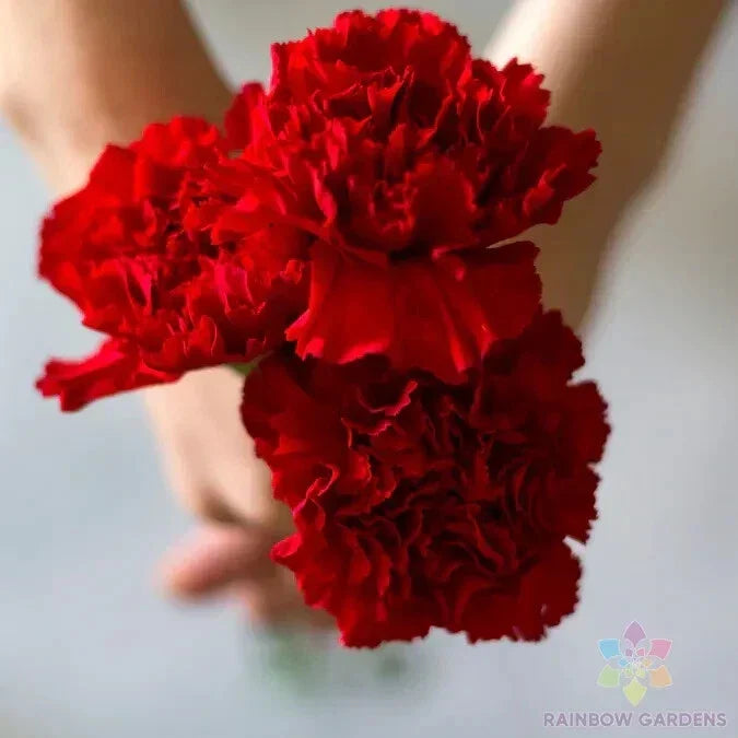 Carnation Seeds 200+ Etincellant Variety Dianthus caryophyllus Non-GMO Garden Planting USA