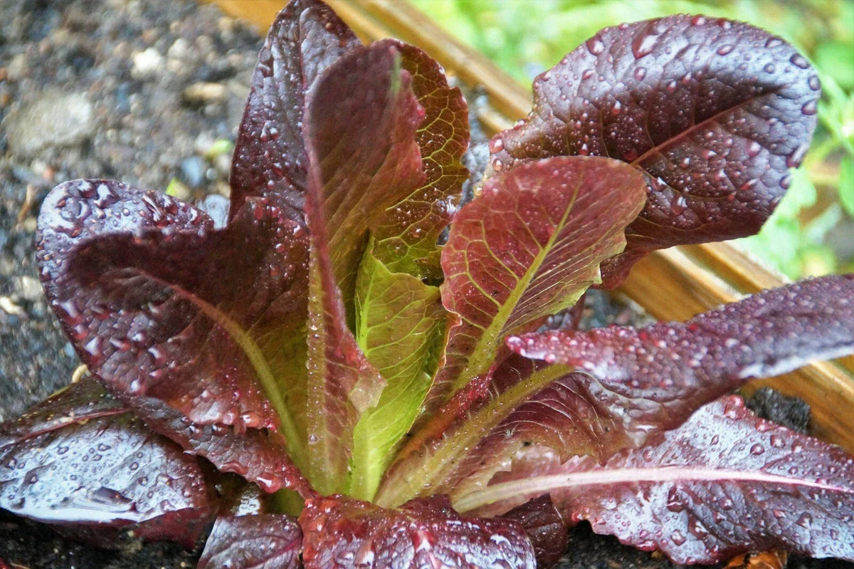 Cimmaron Romaine Seeds - 850+ NON-GMO Heirloom Seeds for Organic Lettuce Gardening, Lactuca sativa
