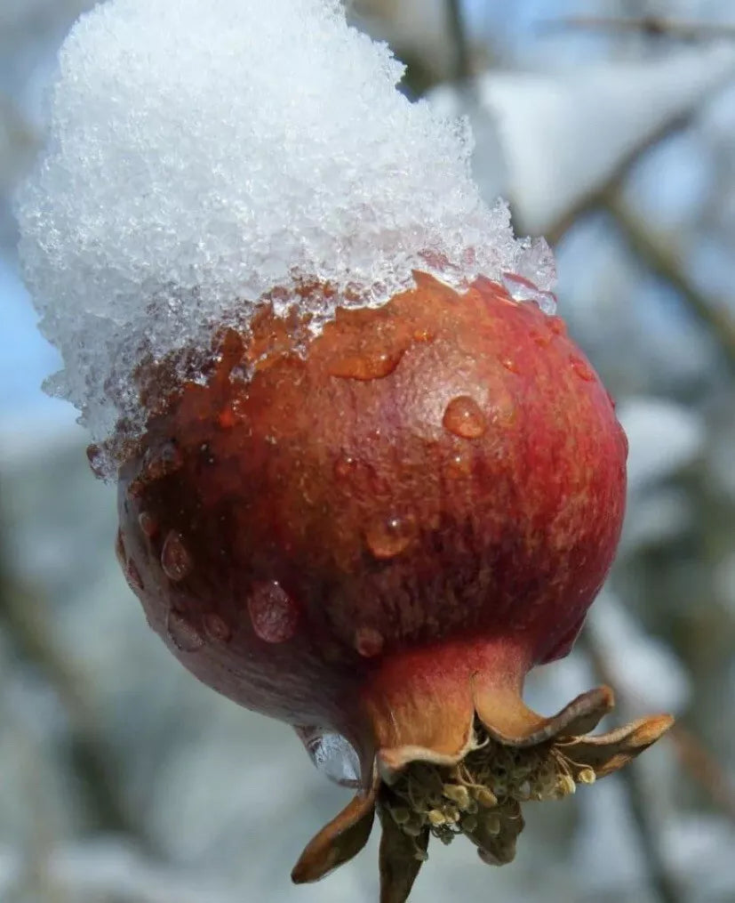 Afganski Russian Pomegranate Plants - 2 Live Fruit-Bearing Punica granatum - Hardy, Container-Friendly, Ornamental Blooms