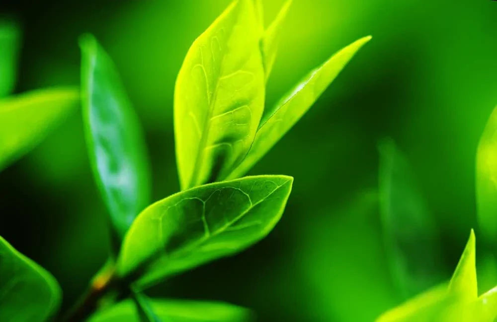 Tea Tree Seeds - 12 Pack of Camellia Sinensis - Herbal Gardening Seeds for Tea Production and Home Gardens