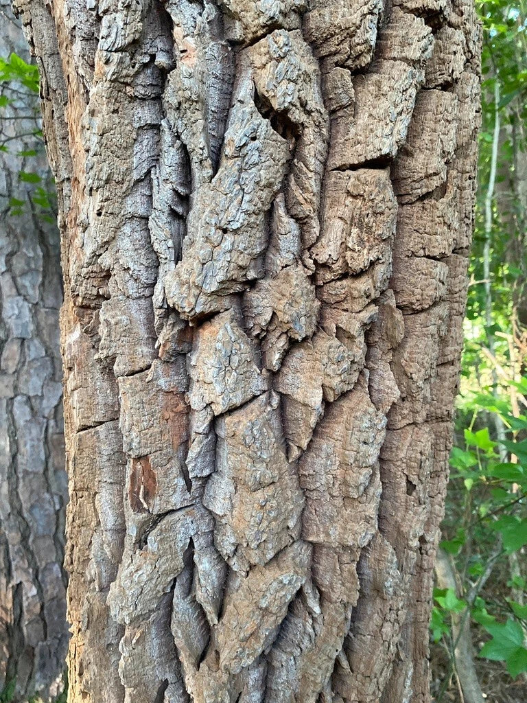 Sourwood Seeds | Oxydendrum arboreum | Lily of the Valley | Pollinator-Friendly Honey Bee Tree Seeds