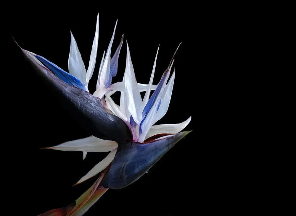 White Bird of Paradise Seeds - 5 Pack - Indoor Plant or Bonsai - Strelitzia nicolai - Tropical Foliage for Home Decor