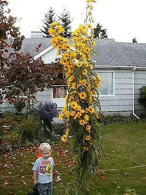 Giant Maximillian Sunflower Seeds - 200+ Perennial Seeds - Helianthus maximiliani - Yellow Blooms - USA Shipping