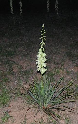 Yucca Bare Root Live Plant - Adams Needle Hardy Succulent - 1 Starter Plant (Yucca filamentosa) for Indoor/Outdoor Use