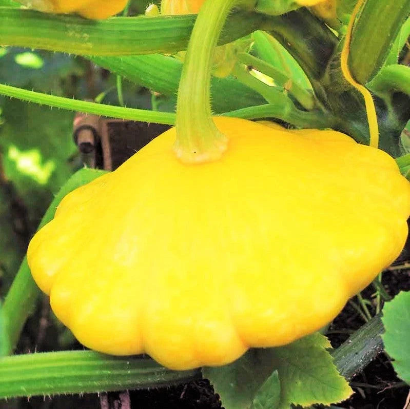 Sunburst Yellow Patty Pan Seeds - Bush Scallop Squash - Cucurbita pepo - Heirloom Vegetable Garden Seeds for 2025 Planting