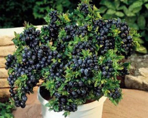 Top Hat Dwarf Blueberry Plant 3" Pot Fruitful Vaccinium corymbosum Compact Container Variety for Small Spaces