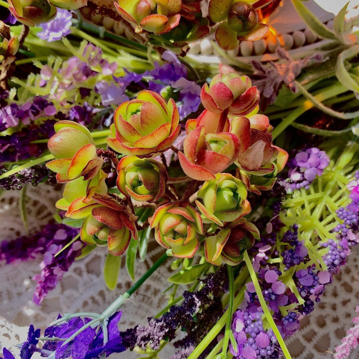 Live Aeonium Saundersii Pinheads Succulent - Bare Root Plant for Unique Decor and Wedding Favors - Aeonium saundersii