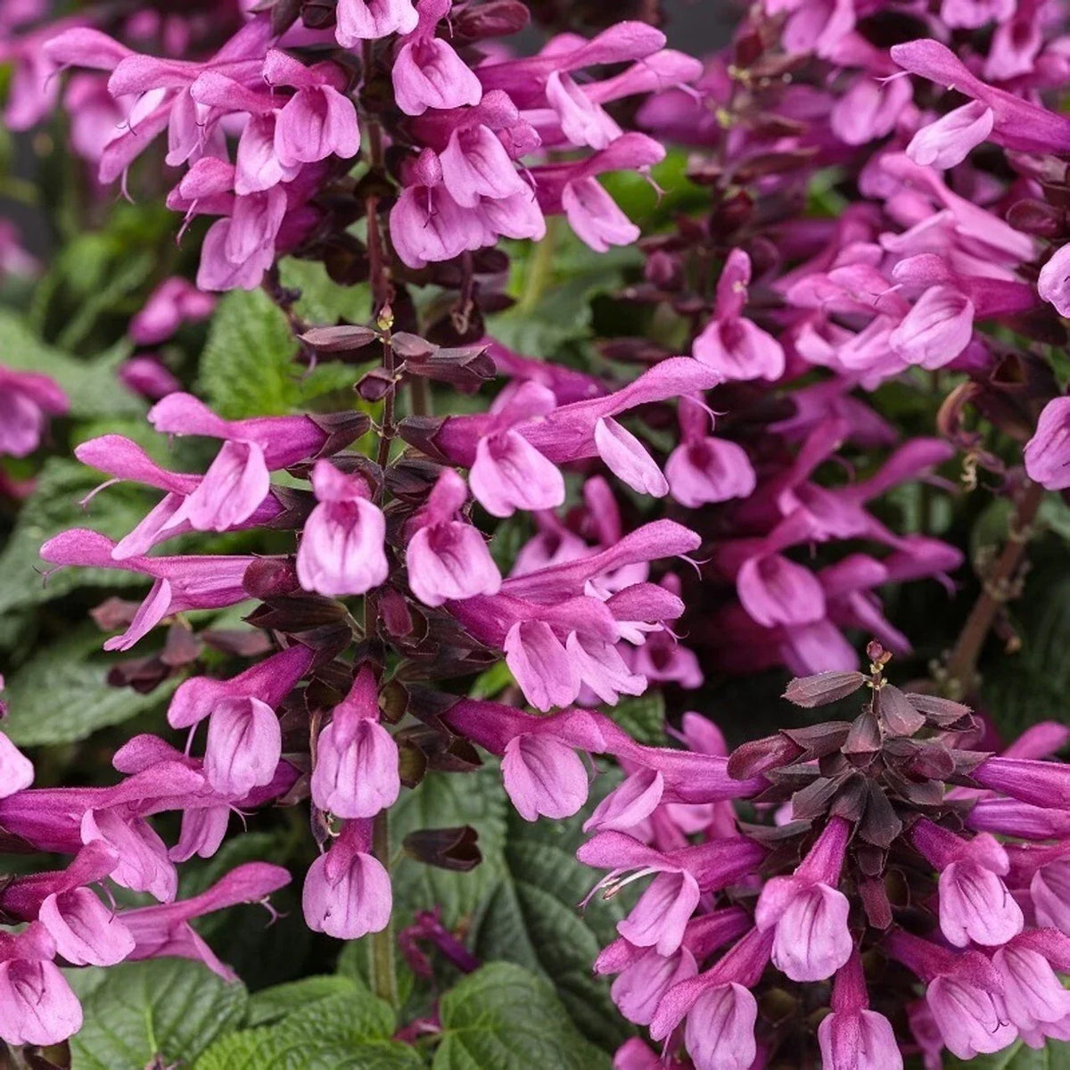 50 Pink Salvia Seeds | Perennial Flower Seeds for Hummingbirds | Salvia splendens | Easy to Grow, Non-GMO