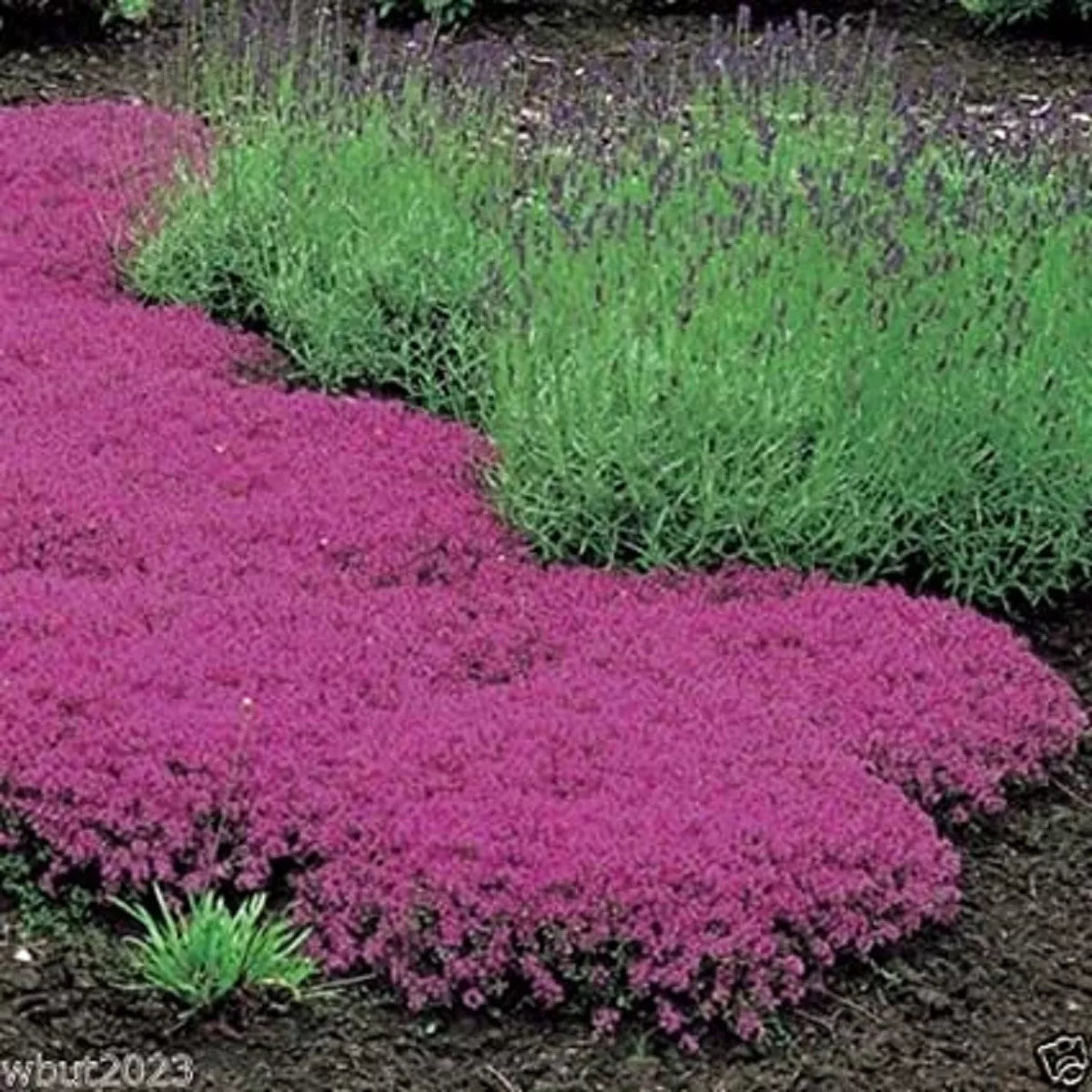 Creeping Thyme Seeds 500 Count Magic Carpet Perennial Ground Cover Thymus serpyllum Aromatic Purple Flowers